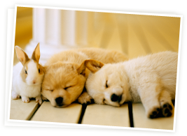 眠る子犬とウサギ