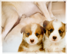 パピーキトンセンター